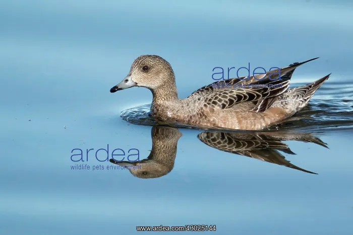 : Eurasian Wigeon - female with reflection : Eurasian Wigeon - female with reflection