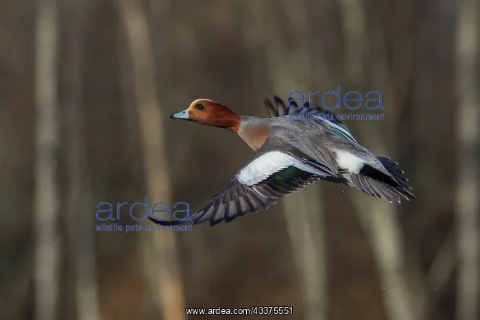 : Eurasian wigeon flying : Eurasian wigeon flying