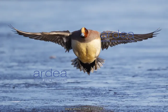 : Eurasian Wigeon (Mareca penelope) male flying : Eurasian Wigeon (Mareca penelope) male flying