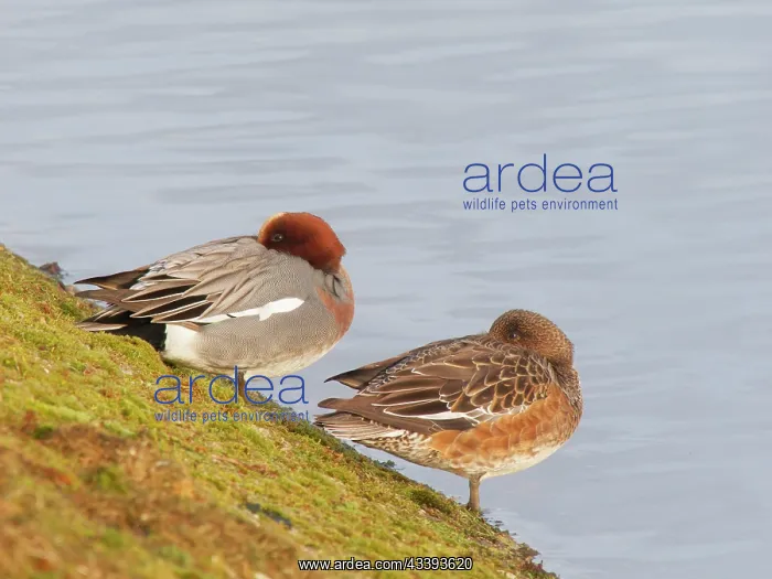 : Eurasian Wigeon Pair resting on resevoir bank Anas : Eurasian Wigeon Pair resting on resevoir bank Anas