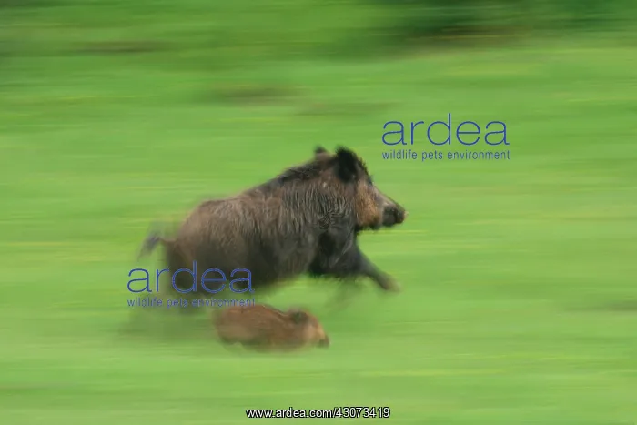 : Eurasian wild boar (Sus scrofa) female and young : Eurasian wild boar (Sus scrofa) female and young