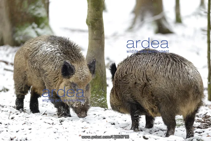 : Eurasian wild boar (Sus scrofa) male facing, Bayerischer : Eurasian wild boar (Sus scrofa) male facing, Bayerischer