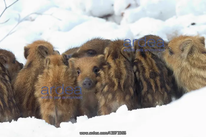 : Eurasian wild boar (Sus scrofa) piglets warming : Eurasian wild boar (Sus scrofa) piglets warming