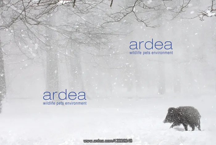 : Eurasian wild boar (Sus scrofa) in the snow in the : Eurasian wild boar (Sus scrofa) in the snow in the