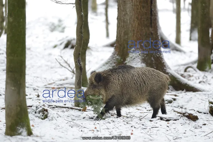 : Eurasian Wild Boar (Sus scrofa) sow collecting twigs : Eurasian Wild Boar (Sus scrofa) sow collecting twigs