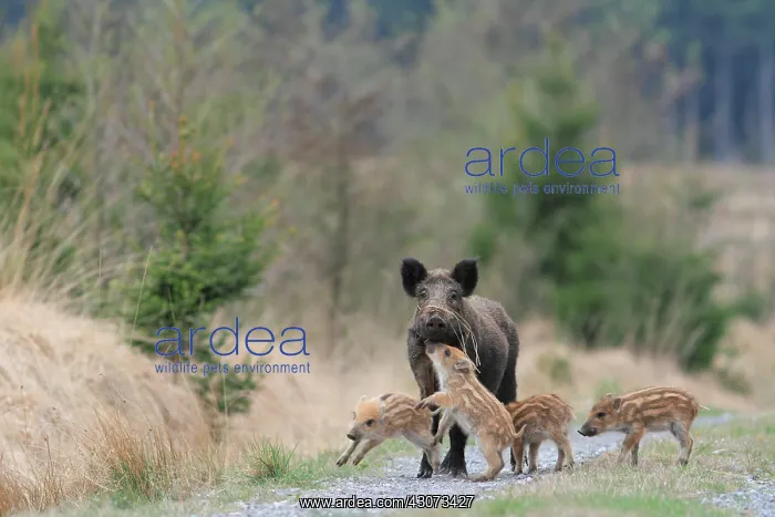  : Eurasian wild boar (Sus scrofa) young boars playing