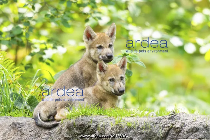 : Eurasian wolf (Canis lupus lupus) cubs (youngster) on a little sand hill in the forest : Eurasian wolf (Canis lupus lupus) cubs (youngster) on a little sand hill in the forest