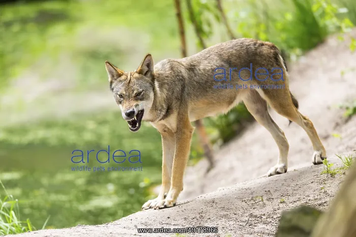 : Eurasian wolf (Canis lupus lupus) standing on a little sand hill in the forest : Eurasian wolf (Canis lupus lupus) standing on a little sand hill in the forest