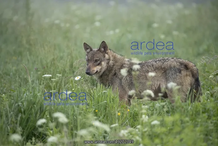 : Eurasian Wolf (Canis lupus lupus) standing in tall : Eurasian Wolf (Canis lupus lupus) standing in tall