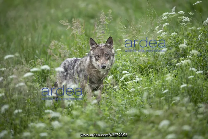 : Eurasian Wolf (Canis lupus lupus) standing in tall : Eurasian Wolf (Canis lupus lupus) standing in tall