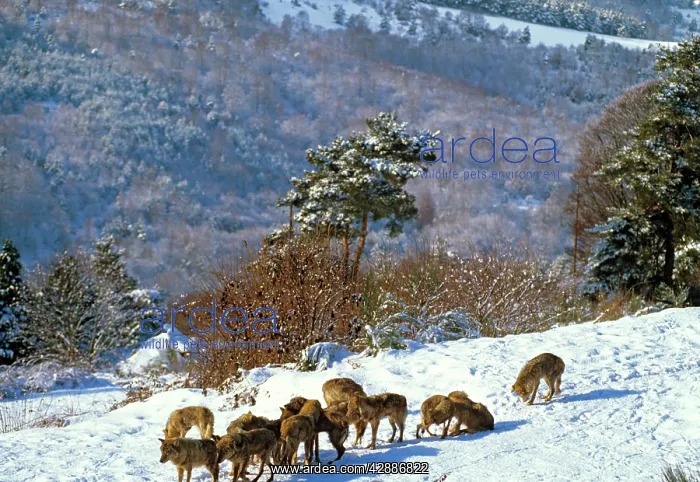  : Eurasian Wolf - Pack in snow