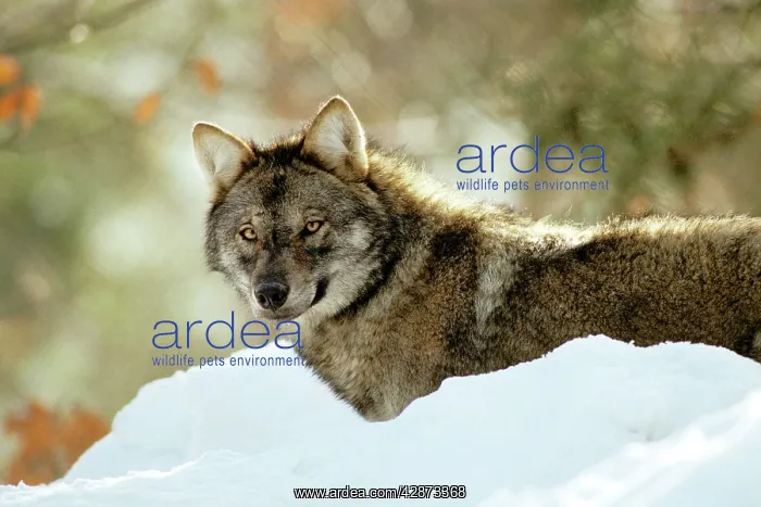 : Eurasian Wolf - in snow