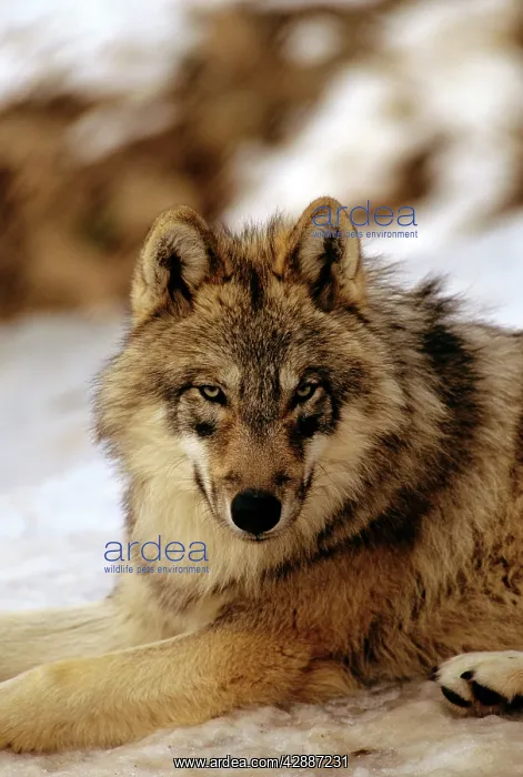  : Eurasian Wolf - In snow