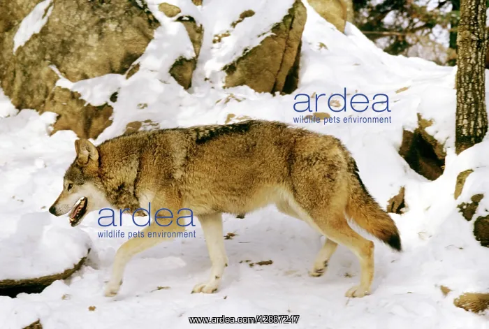 : Eurasian Wolf - In snow