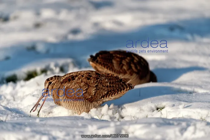 : Eurasian Woodcock : Eurasian Woodcock