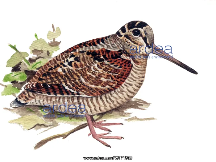 : Eurasian Woodcock : Eurasian Woodcock