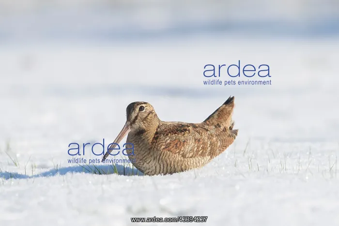 : Eurasian Woodcock : Eurasian Woodcock
