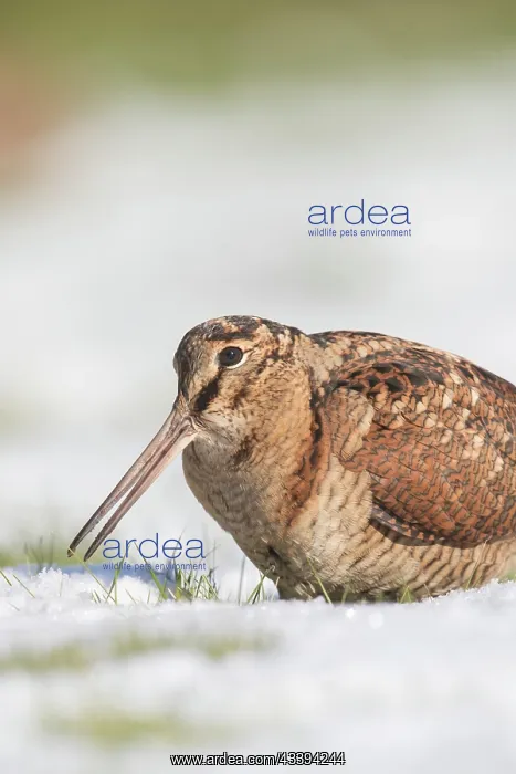 : Eurasian Woodcock : Eurasian Woodcock