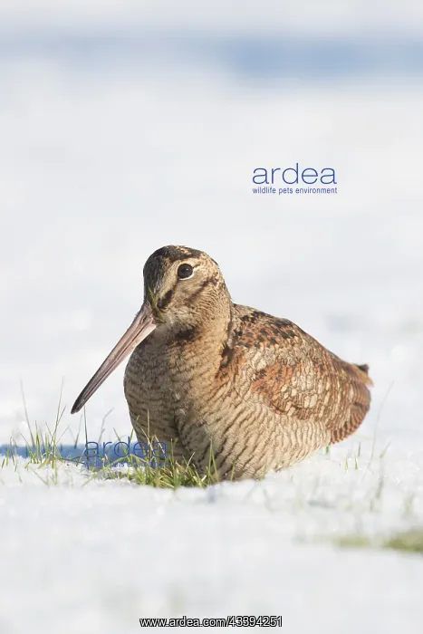 : Eurasian Woodcock : Eurasian Woodcock