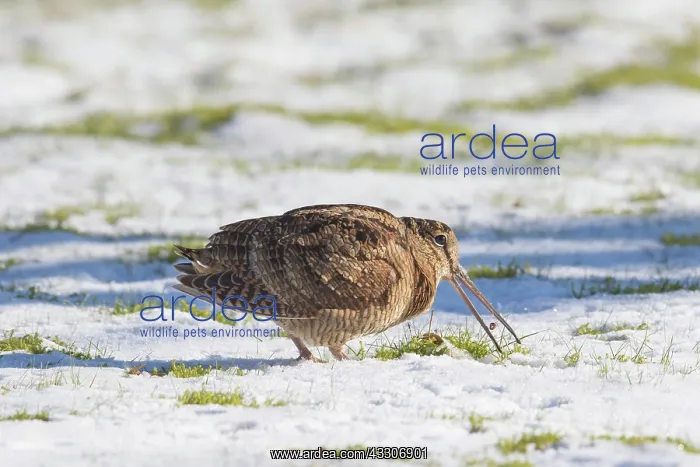 : Eurasian Woodcock - adult bird seating a worm - : Eurasian Woodcock - adult bird seating a worm -
