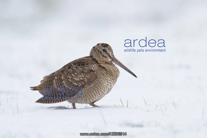 : Eurasian Woodcock - adult bird standing in snow : Eurasian Woodcock - adult bird standing in snow