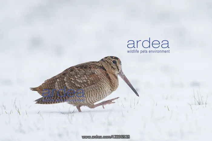 : Eurasian Woodcock - adult bird standing in snow : Eurasian Woodcock - adult bird standing in snow