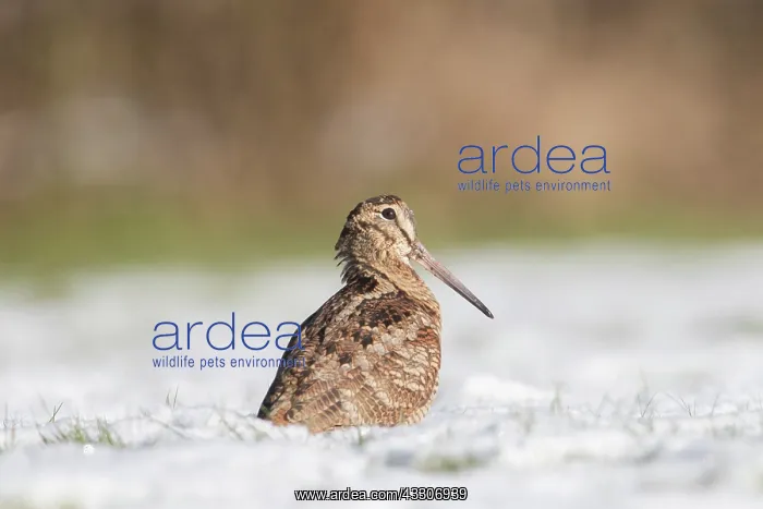 : Eurasian Woodcock - adult bird standing in snow : Eurasian Woodcock - adult bird standing in snow