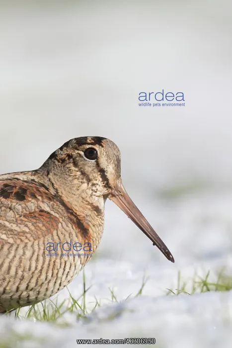 : Eurasian Woodcock - adult bird standing in snow : Eurasian Woodcock - adult bird standing in snow