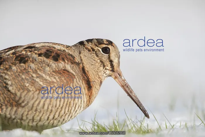 : Eurasian Woodcock - adult bird standing in snow : Eurasian Woodcock - adult bird standing in snow