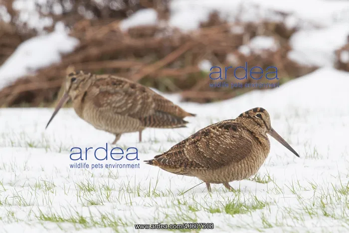 : Eurasian Woodcock - adult birds standing in snow : Eurasian Woodcock - adult birds standing in snow