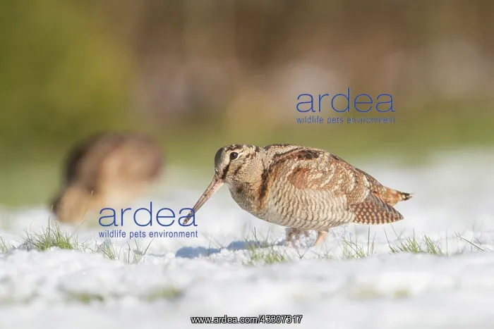 : Eurasian Woodcock - adult birds standing in snow : Eurasian Woodcock - adult birds standing in snow