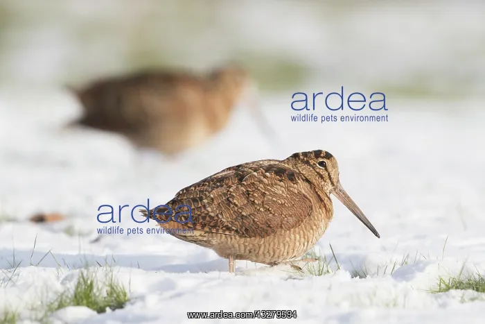 : Eurasian Woodcock - adult birds standing in snow - Germany : Eurasian Woodcock - adult birds standing in snow - Germany