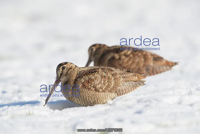 : Eurasian Woodcock - adult birds standing in snow - Germany : Eurasian Woodcock - adult birds standing in snow - Germany