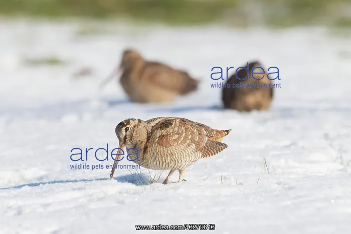 : Eurasian Woodcock - adult birds standing in snow - Germany : Eurasian Woodcock - adult birds standing in snow - Germany