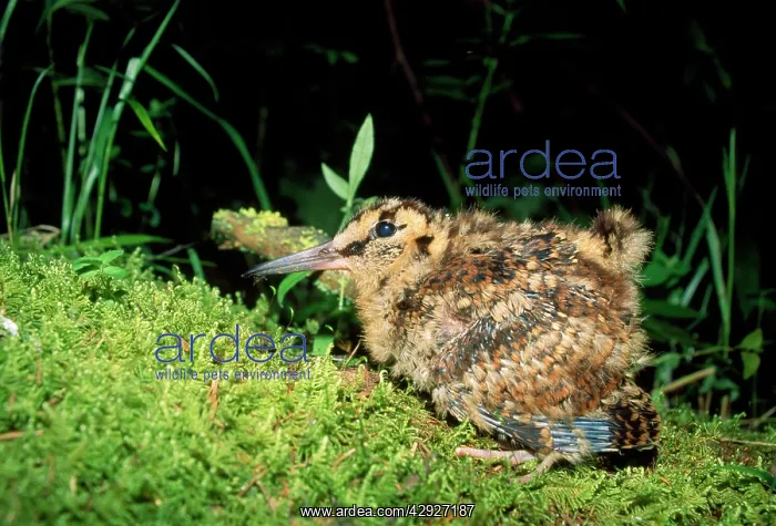: Eurasian WOODCOCK - chick : Eurasian WOODCOCK - chick
