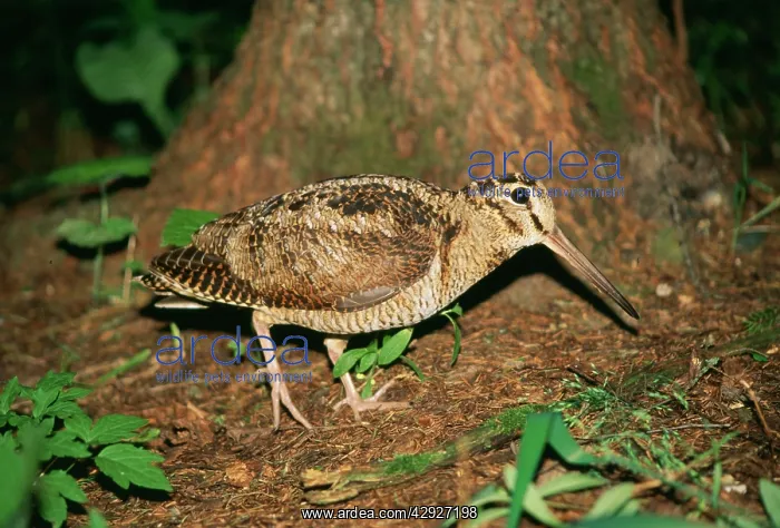 : Eurasian WOODCOCK - feigning injury near chick : Eurasian WOODCOCK - feigning injury near chick