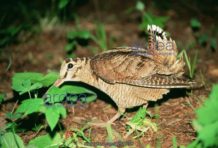 : Eurasian WOODCOCK - feigning injury near chick : Eurasian WOODCOCK - feigning injury near chick