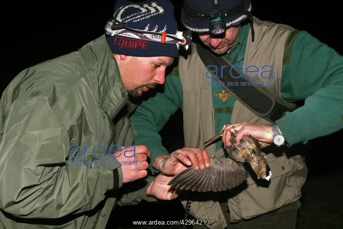 : Eurasian Woodcock - marking : Eurasian Woodcock - marking