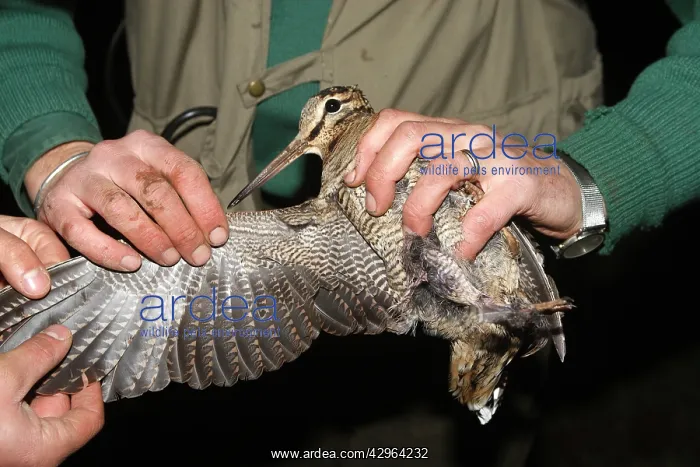 : Eurasian Woodcock - marking : Eurasian Woodcock - marking