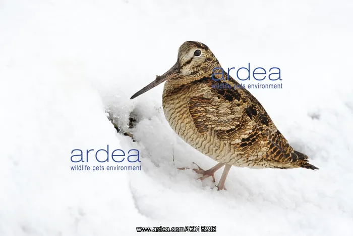 : Eurasian Woodcock (Scolopax rusticola) in snow : Eurasian Woodcock (Scolopax rusticola) in snow