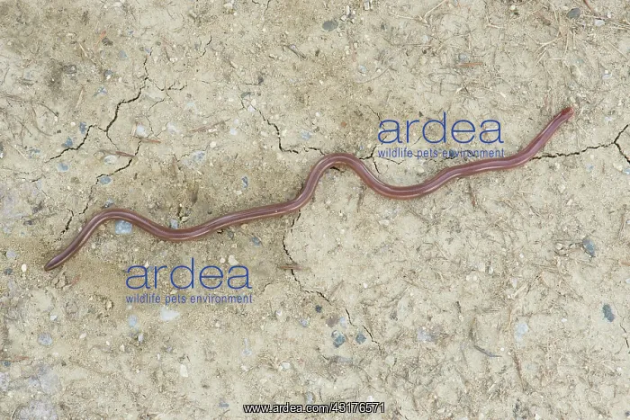 : Eurasian Worm Snake : Eurasian Worm Snake