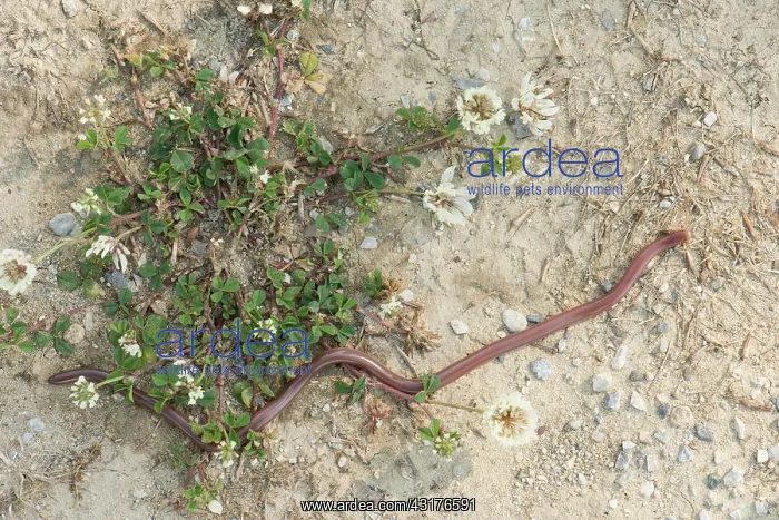: Eurasian Worm Snake : Eurasian Worm Snake