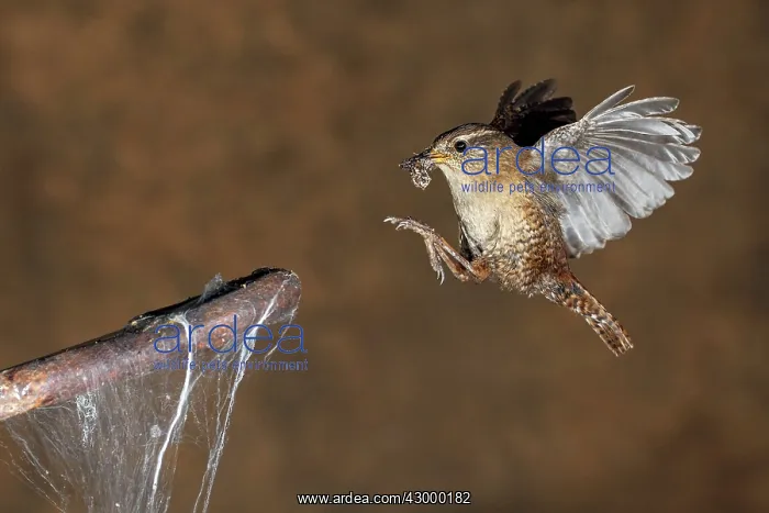 : Eurasian Wren : Eurasian Wren