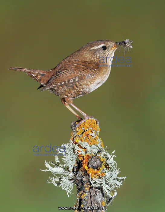 : Eurasian Wren : Eurasian Wren