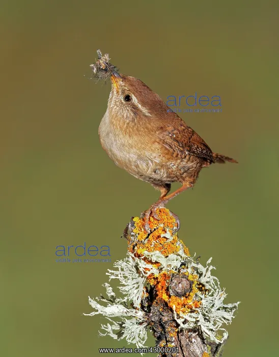 : Eurasian Wren : Eurasian Wren