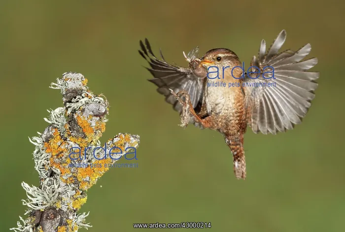 : Eurasian Wren : Eurasian Wren