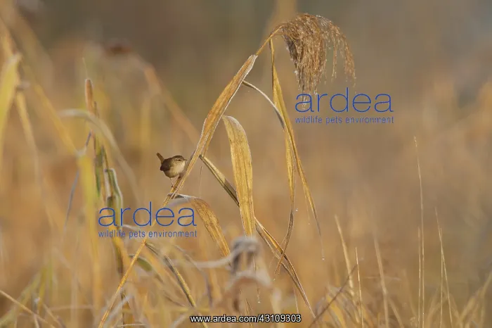 : Eurasian Wren : Eurasian Wren