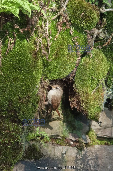 : Eurasian Wren : Eurasian Wren