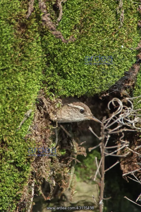 : Eurasian Wren : Eurasian Wren