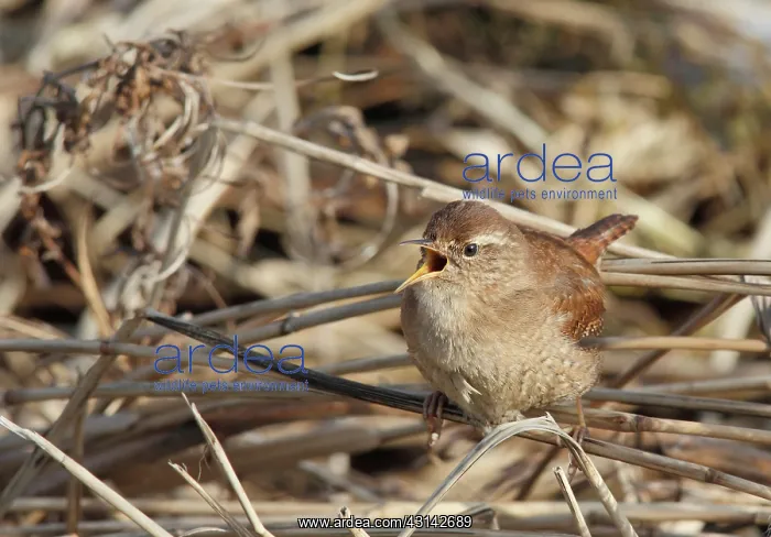 : Eurasian Wren : Eurasian Wren